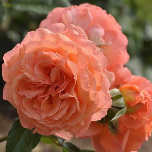 Роза бельведер (belvedere)