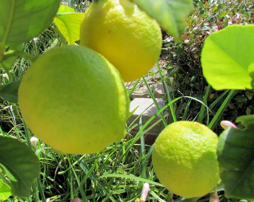 Лимон: уход в домашних условиях, условия выращивания из косточки, фото
