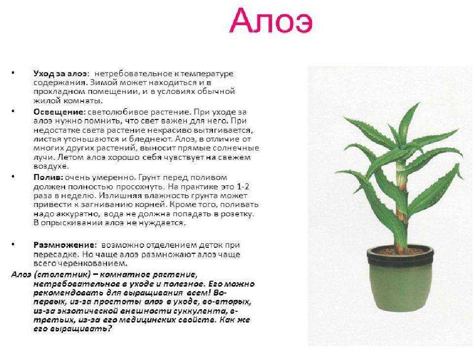 Как ухаживать за алоэ в домашних условиях: правильный полив и пересадка - sadovnikam.ru