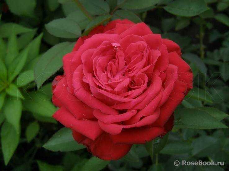 Роза софи лорен - фото и описание
