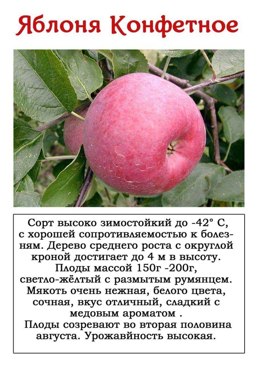 Яблоня грушовка московская, ранняя, зимняя: описание сорта, посадка, фото, отзывы