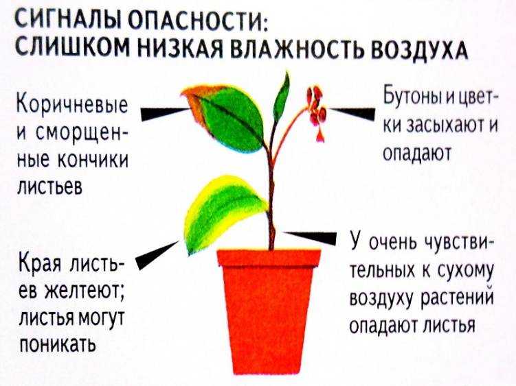 Почему не цветет гипоцирта? уход в домашних условиях. фото — ботаничка.ru