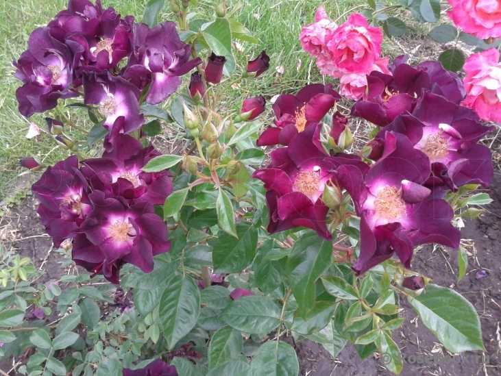 Фиолетовые розы: что означают, описание сортов с фото, основные правила выращивания и ухода