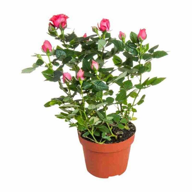Розы патио: 10 лучших сортов для цветника