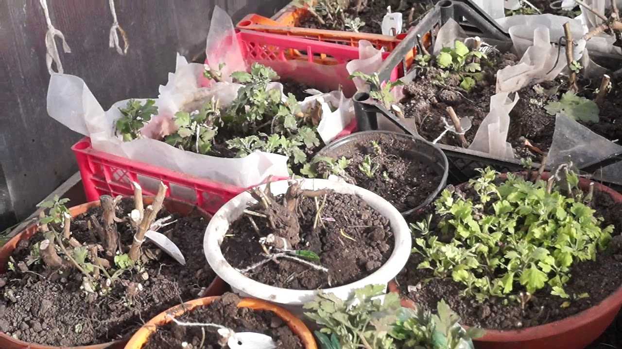 Выращиваие хризантемы в горшках в домашних условиях