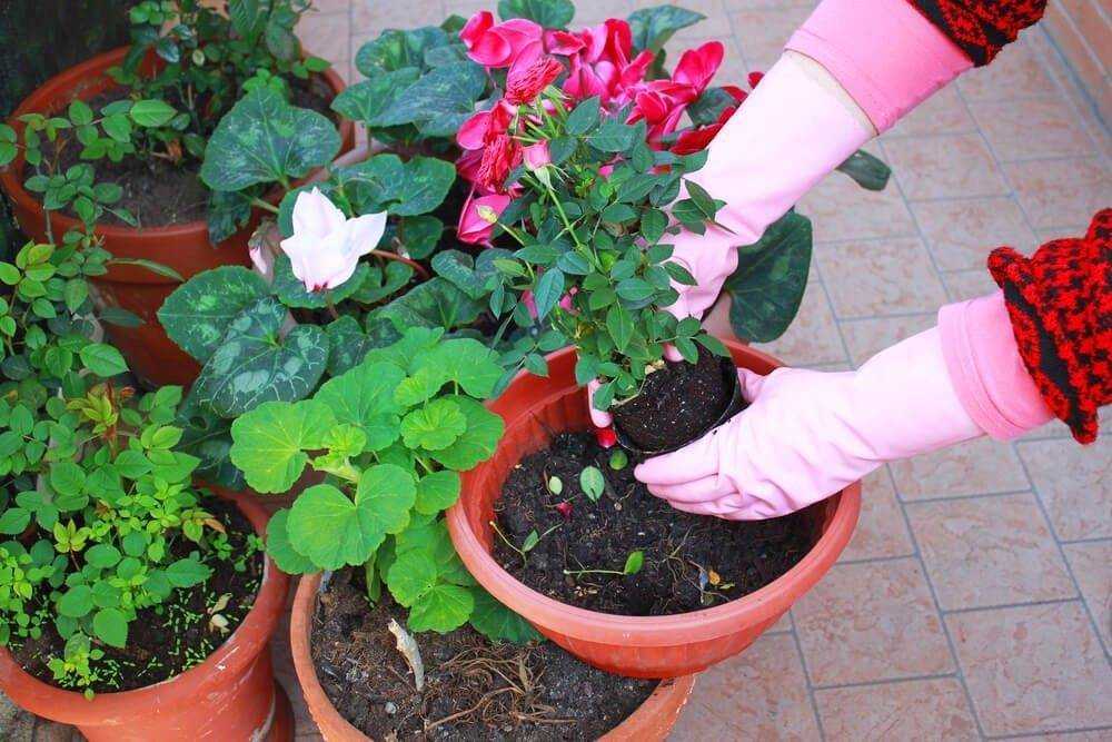 Посадка куфеи в открытый грунт или вазон. уход за цветком в саду и дома