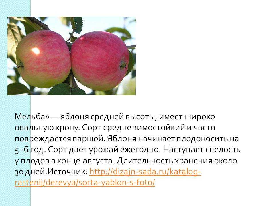 Яблоня мельба – описание сорта, фото, отзывы