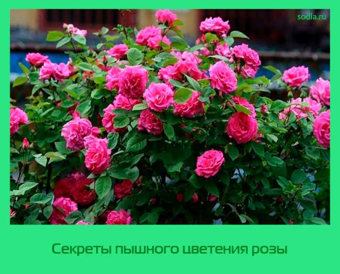 День мечтания о розовых кустах 15. Пышное цветение роз. Секреты пышного цветения комнатных роз.