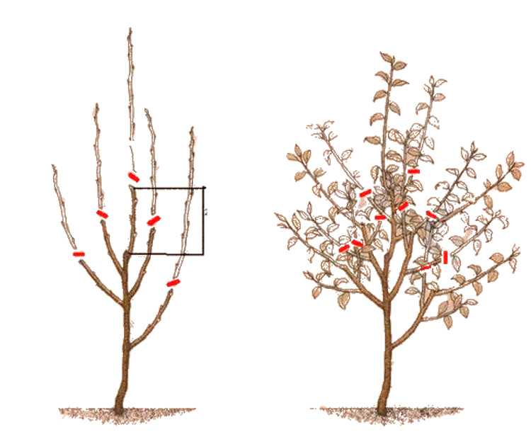 Обрезка молодых яблонь весной и осенью: инструкция для начинающих садоводов