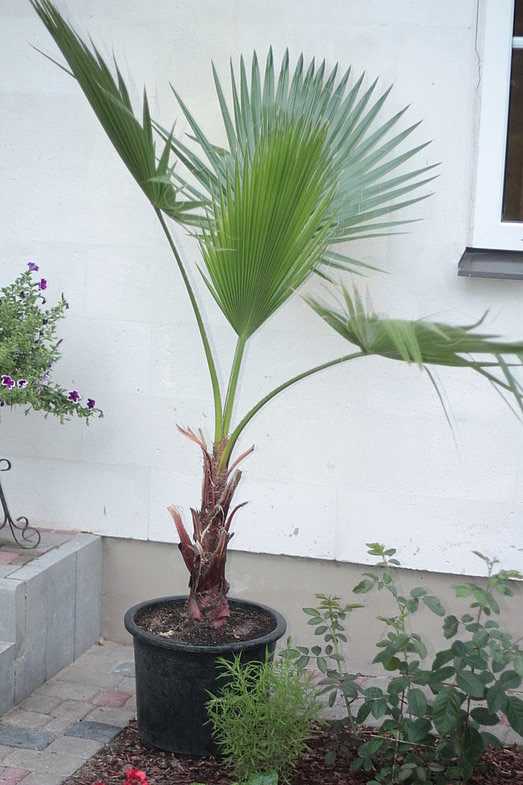 Пальма вашингтония: фото и описание, как вырастить из семян в домашних условиях, уход