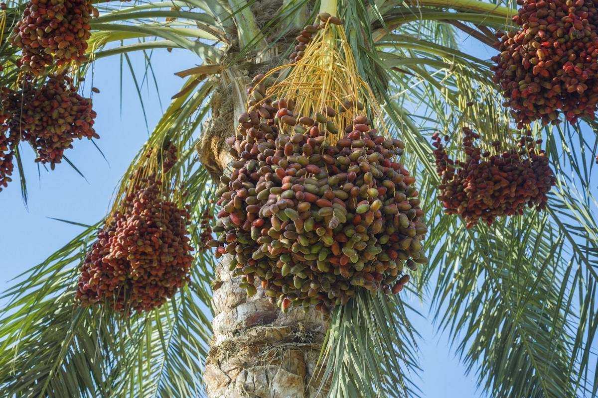 Как растут финики в природе? финиковая пальма: описание