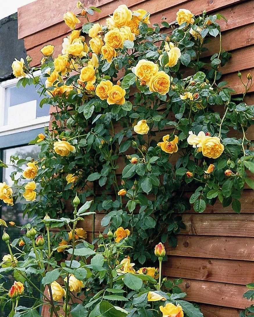 Благородная желтая роза graham thomas