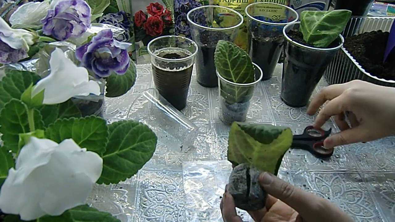 Глоксиния: посадка клубня, как правильно посадить после зимнего покоя, видео, как хранить зимой, как разбудить, разделить
