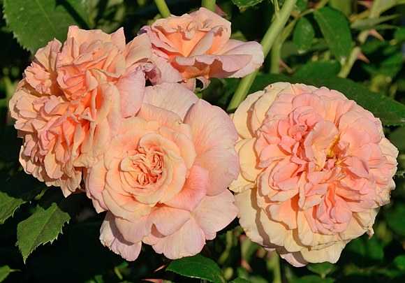 Плетистая роза алоха - описание, отзывы, советы специалистов