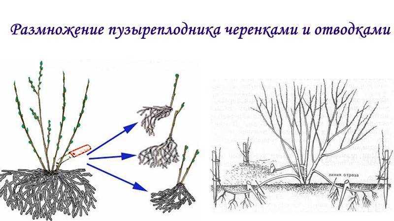 7 простых правил шикарной лаванды. посадка, уход, размножение. фото — ботаничка.ru