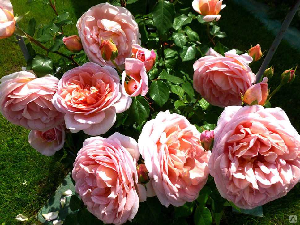 Парковый сорт английских роз абрахам дерби: выращивание плетистого шраба