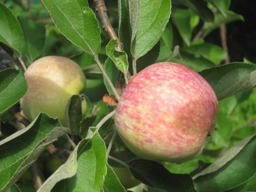 Летняя яблоня конфетное — уникальный сорт отечественной селекции