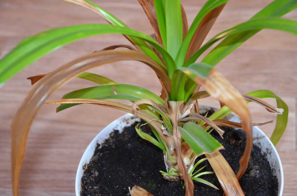 Почему у пальмы сохнут листья? — ботаничка.ru