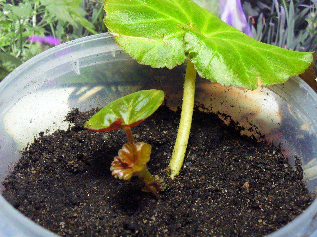 Как вырастить бегонию из семян в домашних условиях? | огородник