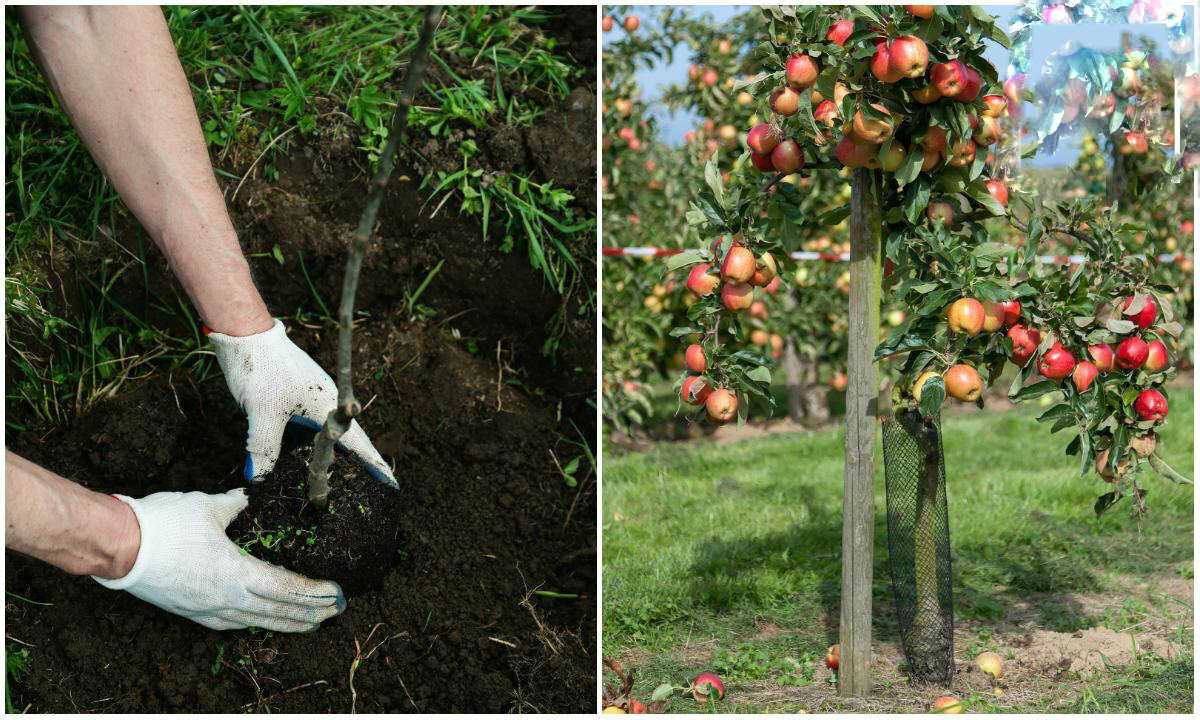 Уход за молодой яблоней: как ухаживать за саженцами в первый год посадки