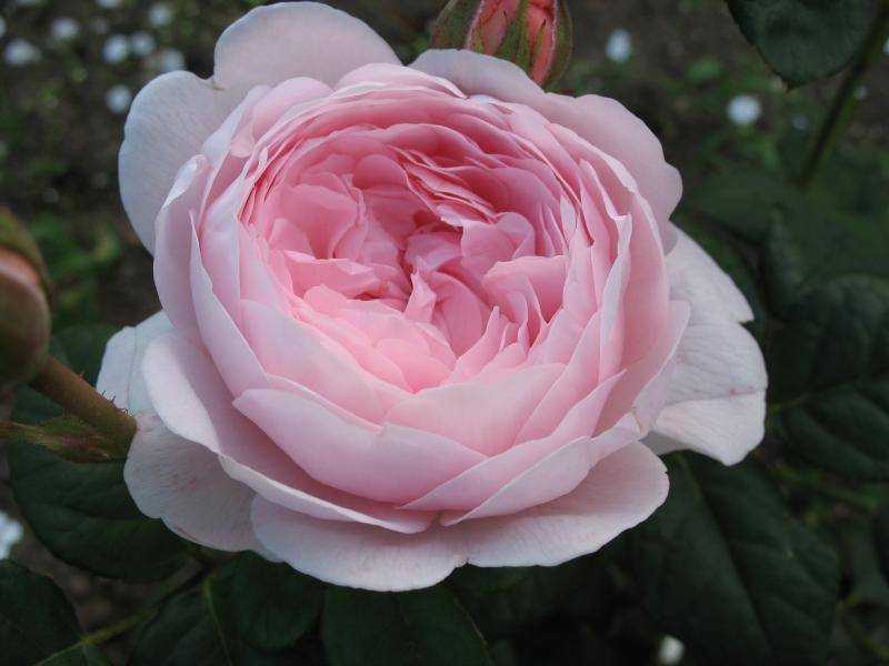 Характеристики английской розы квин оф свиден: что это за морозостойкий сорт