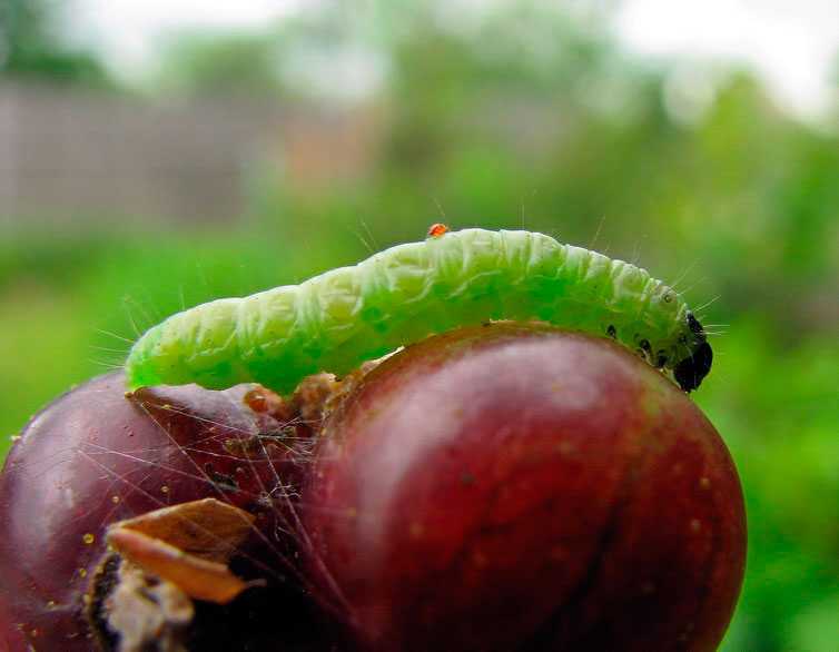 Кто ест листья крыжовника и что делать в таком случае: как бороться с гусеницами на крыжовнике и другими вредителями