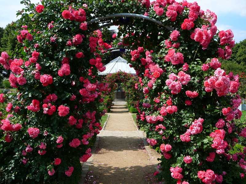 Роза «барок» (22 фото): описание плетистого сорта роз из питомника тантау, отзывы