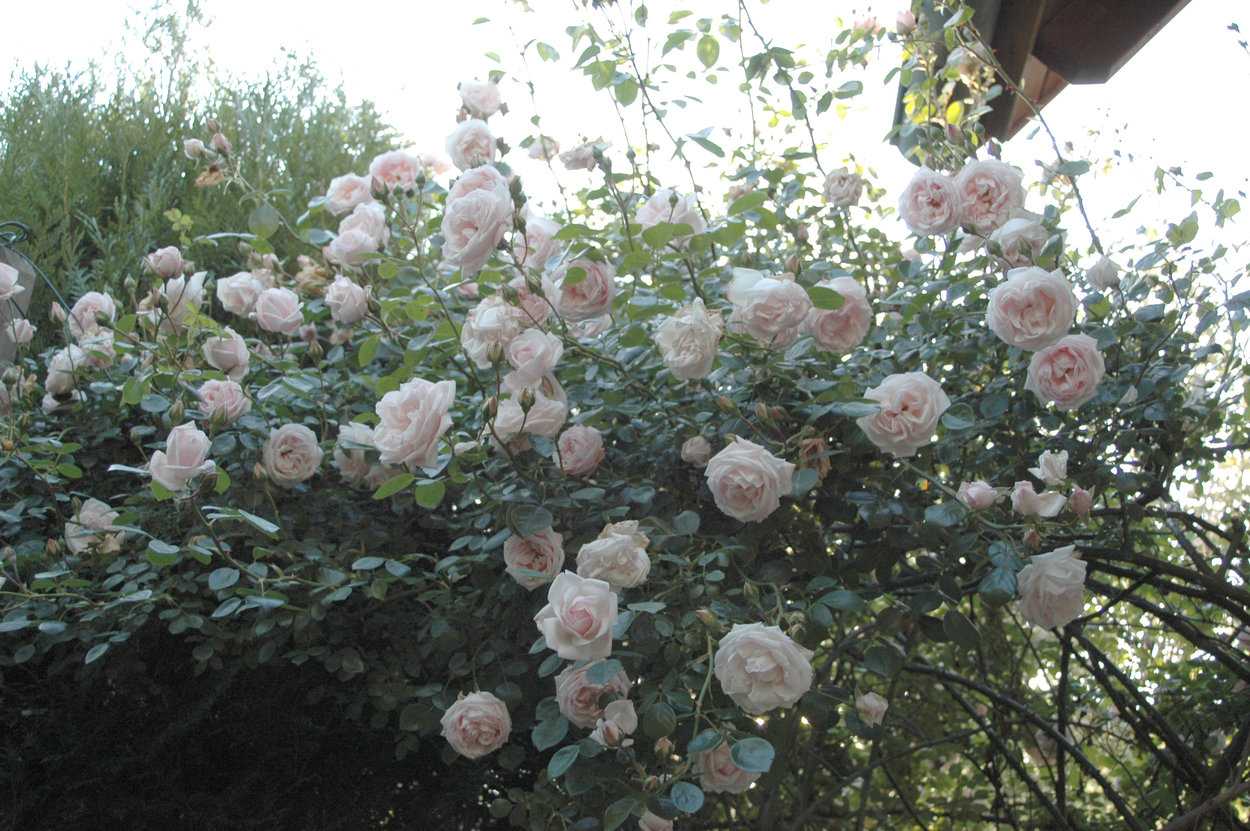 Роза 'new dawn' –  новый рассвет в вашем саду