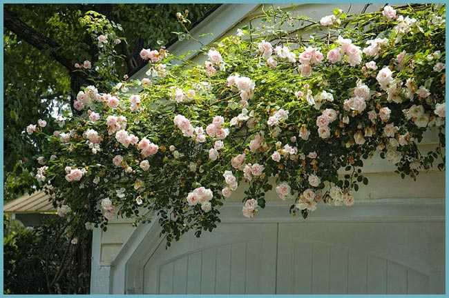 Сорта плетистых роз "клаймбер" (описание сорта, отзывы, уход, посадка, фото)