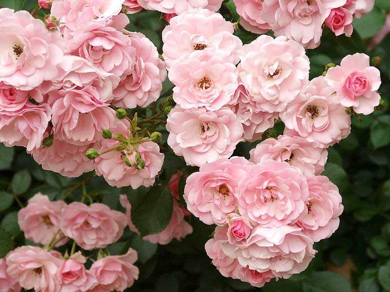 Боника роза - описание сорта, преимущества и недостатки, правила выращивания