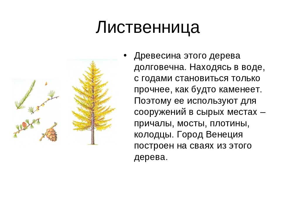 Где растет лиственница зона. Лиственница описание древесины. Характеристика лиственницы. Лиственница дерево описание. Лиственница характеристика дерева.