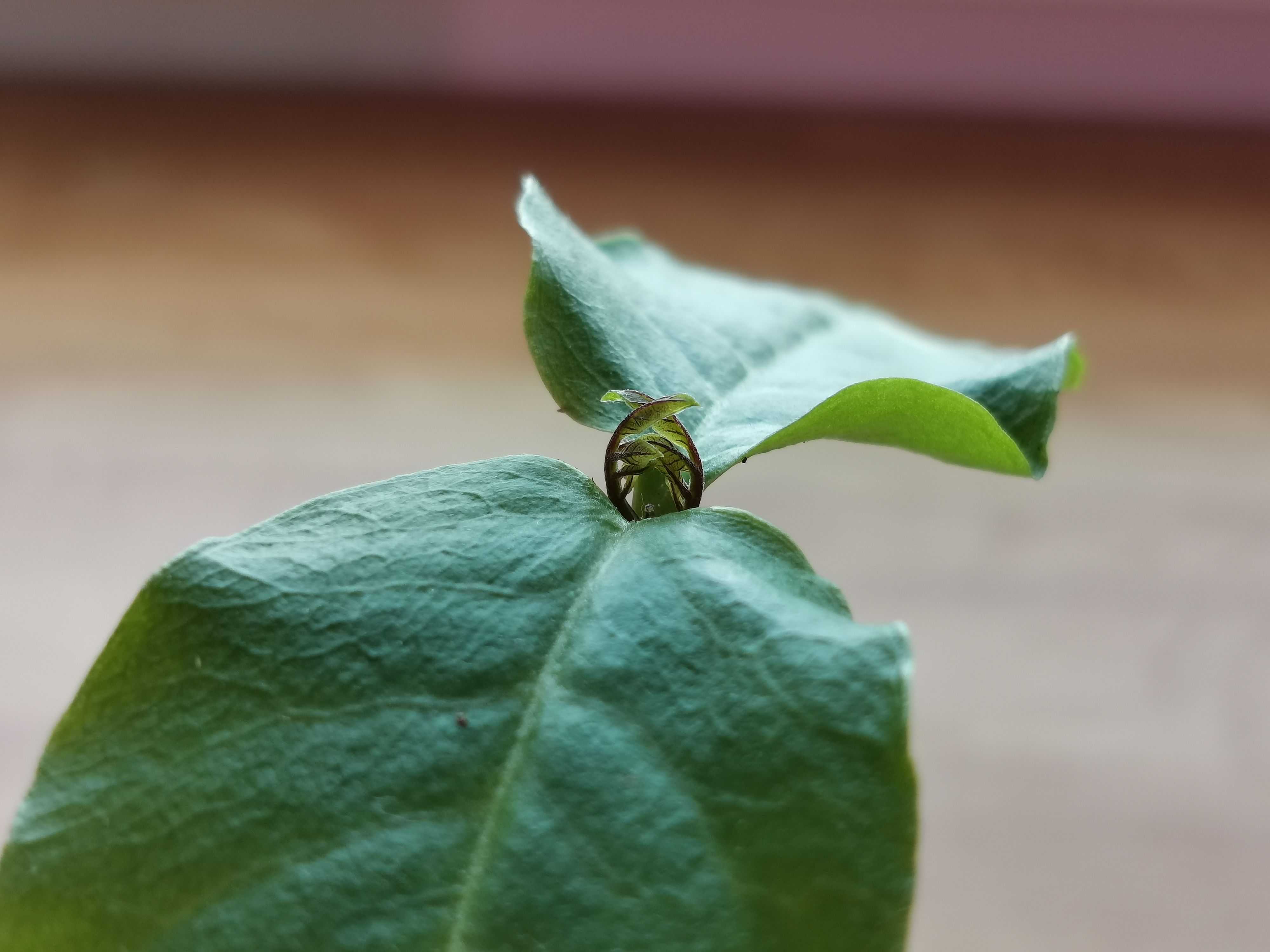 Описание самых миниатюрных сортов роз