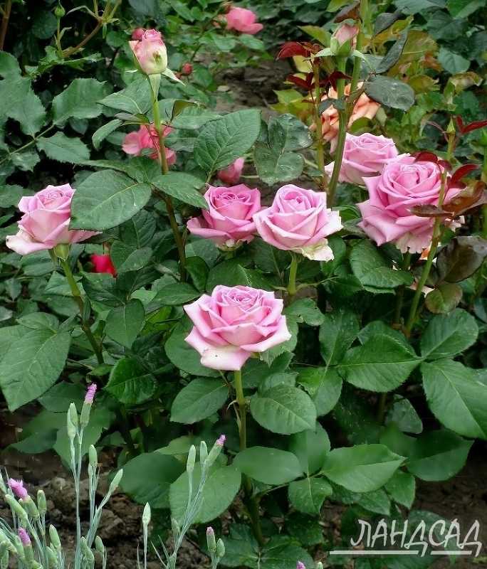 Роза аква - фото и описание сорта, отзывы садоводов
