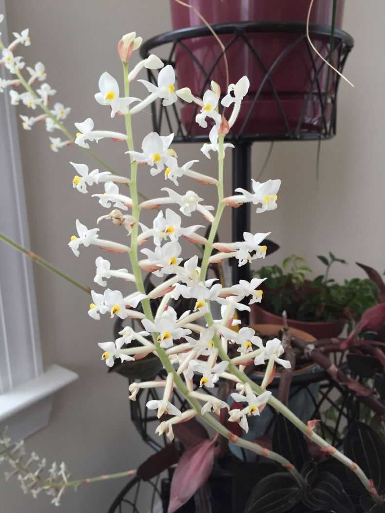 Чудесная орхидея лудизия: уход в домашних условиях