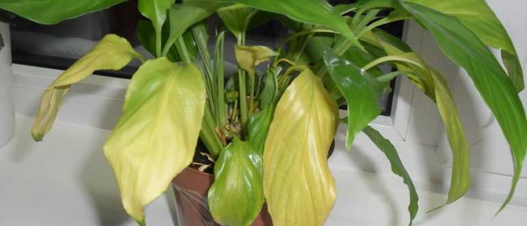 Спатифиллум: желтеют, чернеют и сохнут кончики листьев, что делать, как ухаживать дома