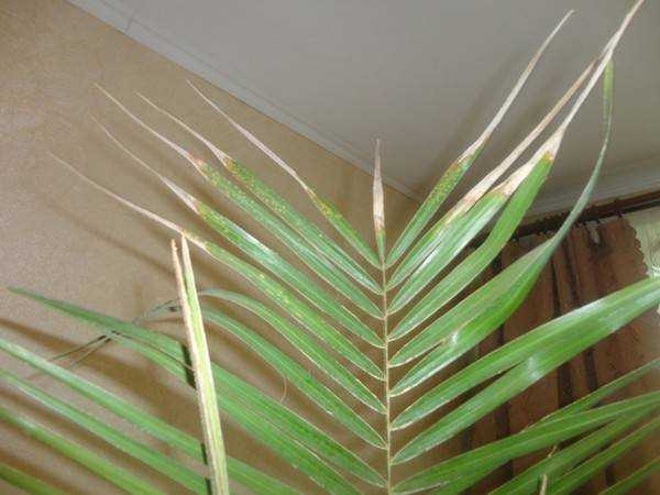 Почему сохнут листья пальмы в домашних условиях. почему желтеют и сохнут кончики листьев у финиковой пальмы, что делать в этом случае. чернеют листья: факторы