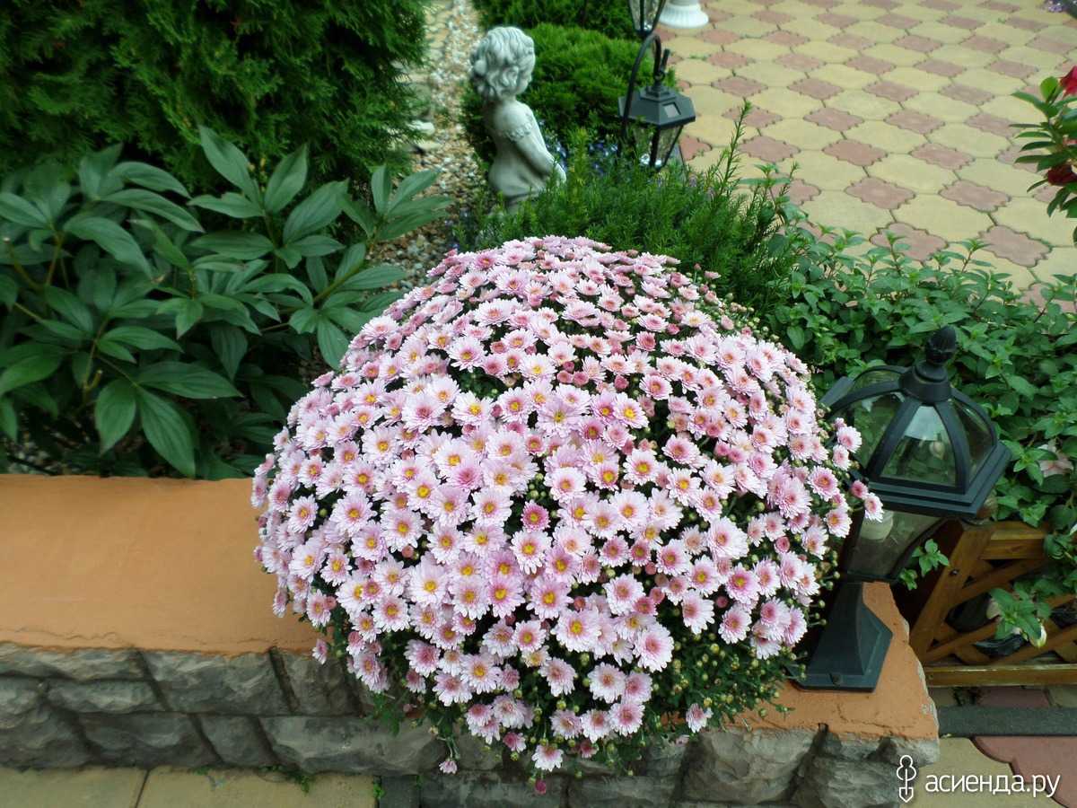 Хризантема садовая многолетняя: посадка и уход, фото, подготовка к зиме