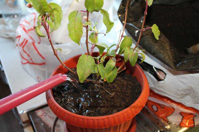 Фуксия – выращивание и уход в домашних условиях нежного цветка