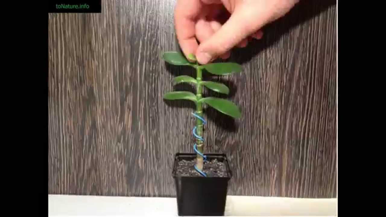 Как обрезать денежное дерево (бонсай из толстянки): формирование (фото пошагово)