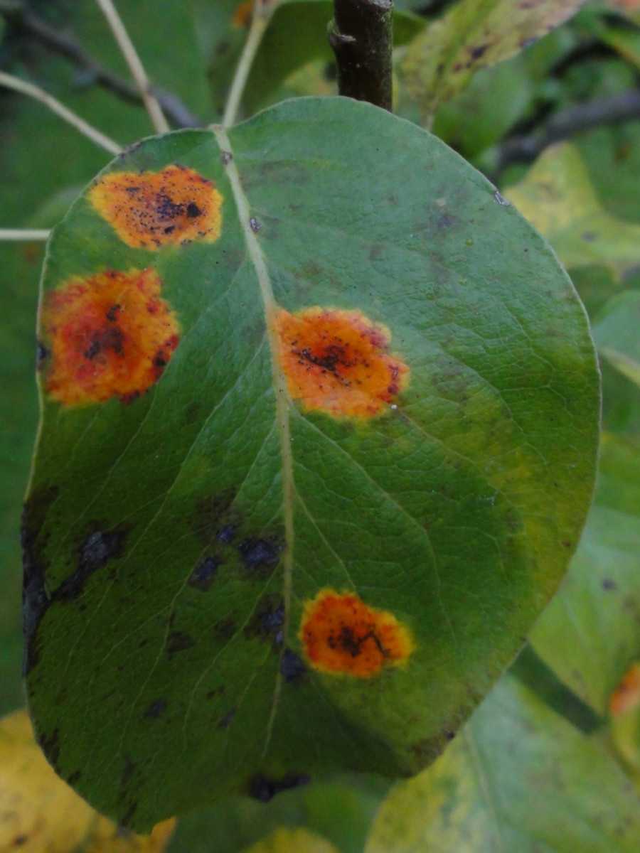 Чернеют листья на груше и скручиваются, причины, что делать, проверенные способы лечения
