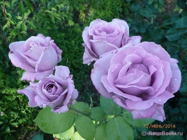 Плетистая роза «индиголетта»: описание сорта, правила посадки и ухода