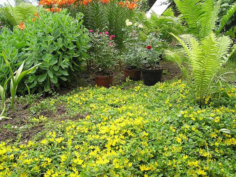 Украшение участка — садовый папоротник: характеристика, виды, посадка и уход