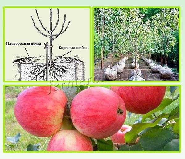 Полукарликовые яблони: посадка и уход, популярные сорта и сбор урожая с фото