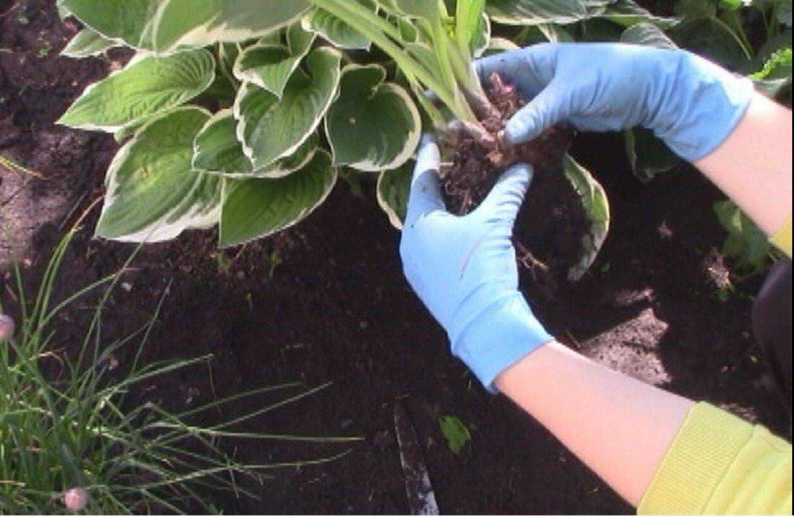 Агротехника выращивания цветка платикодона в открытом грунте: как ухаживать, размножать