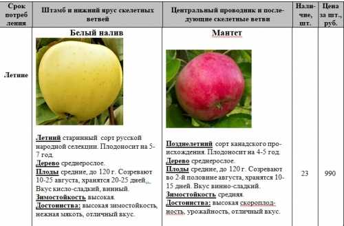 Сорт яблони белый налив: характеристика и сроки созревания плодов