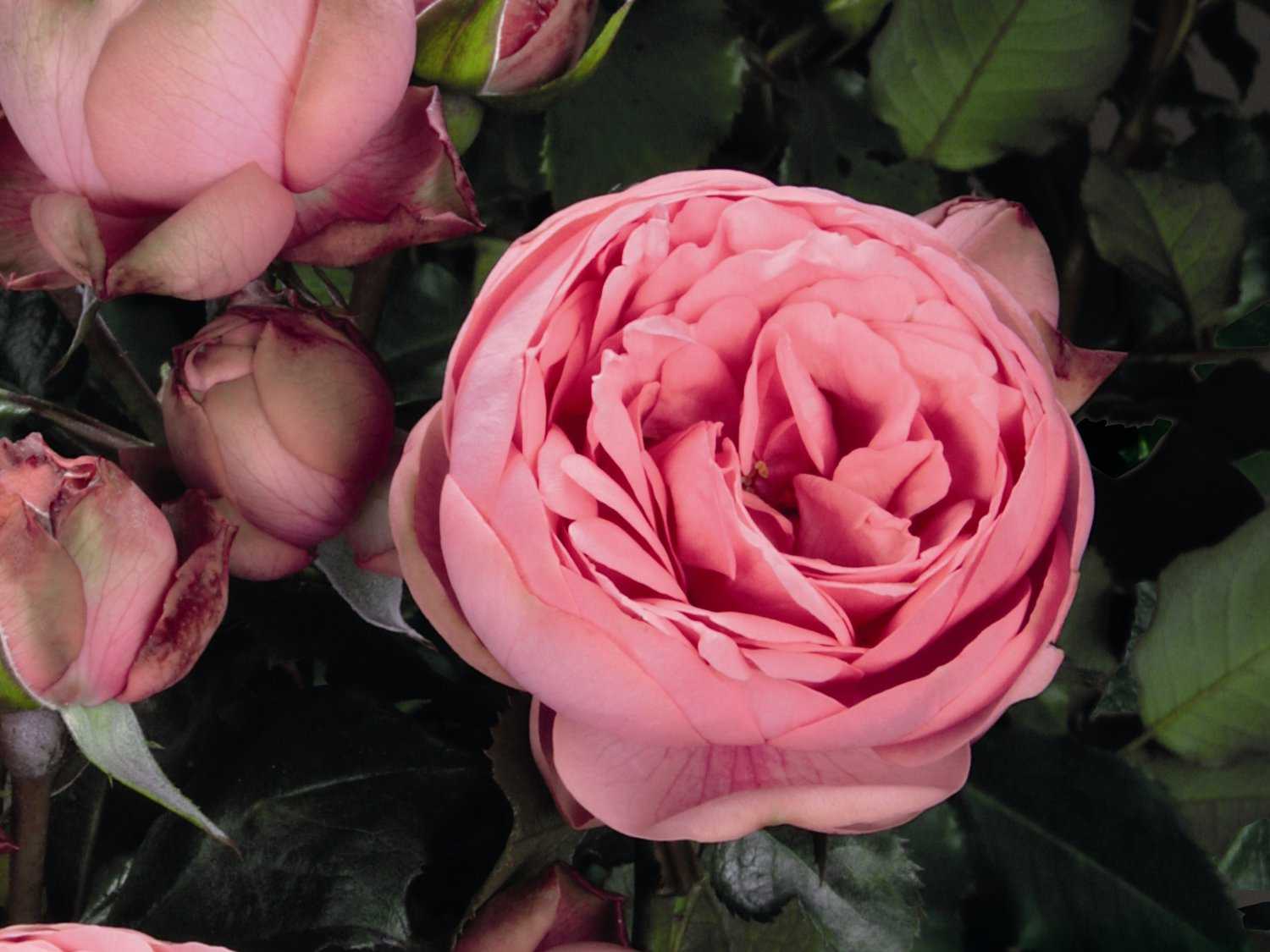 О розе piano: описание и характеристики сортов кустовой розы, уход и выращивание