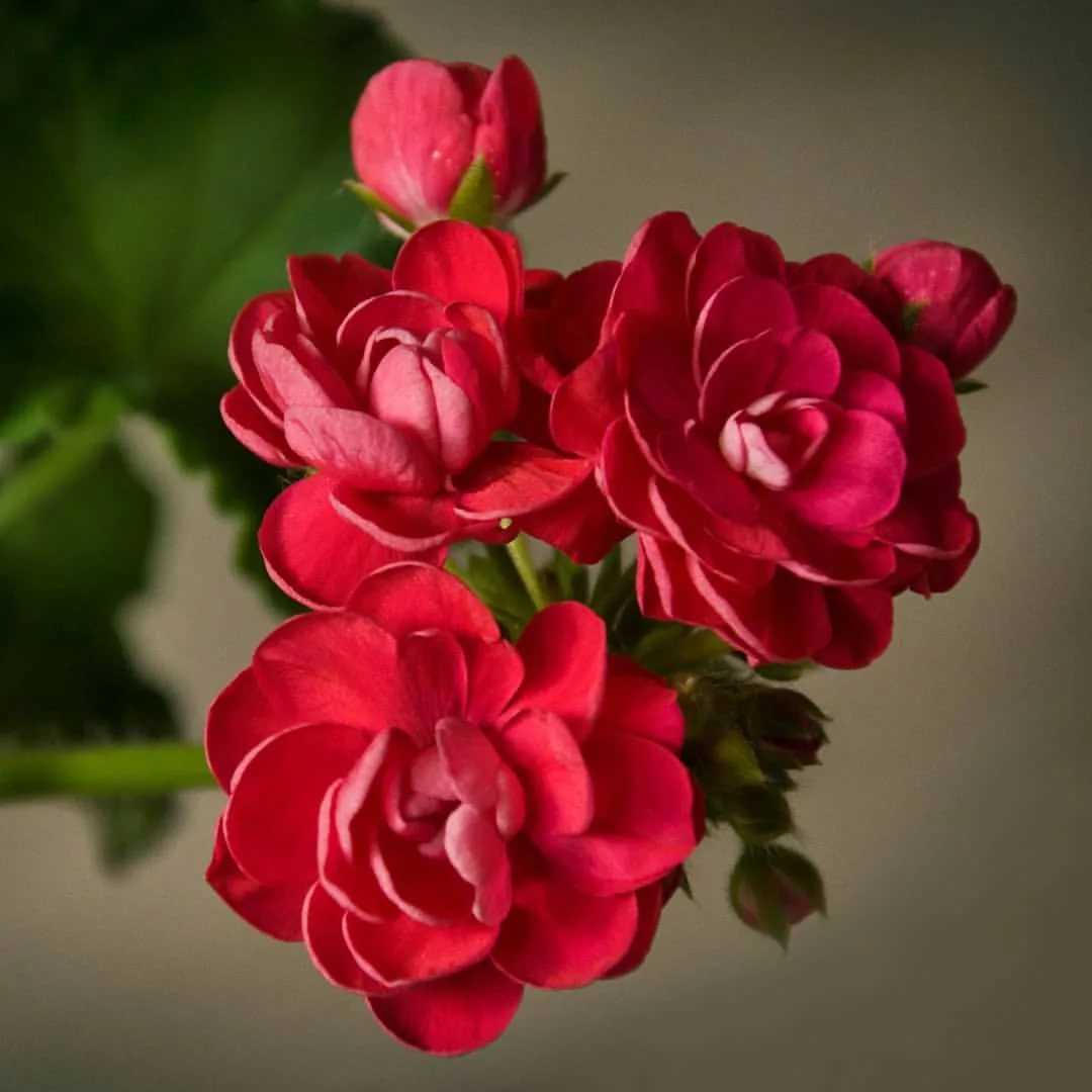 ✅ о пеларгонии pac viva rosita (пак вива розита): описание сорта, выращивание