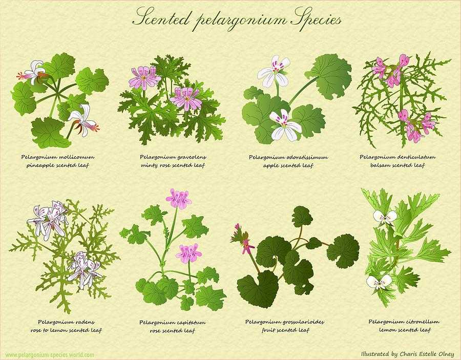 Классификация пеларгоний: сорта, виды, группы | цветок в доме