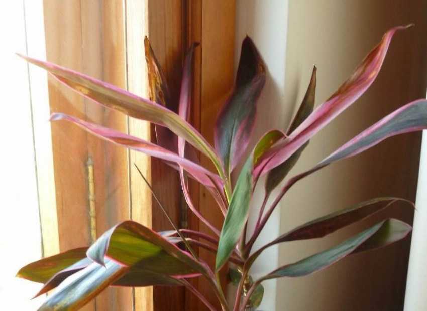 Цветок кордилина: особенности выращивания дома