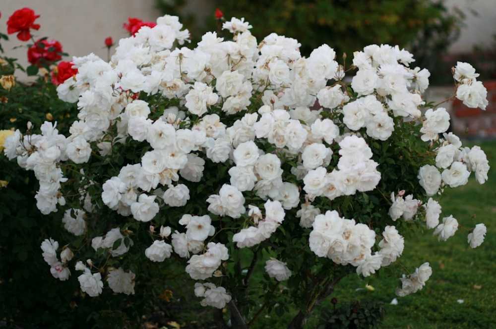 Украшаем участок плетистыми розами: базовые правила посадки и уход для постоянного цветения